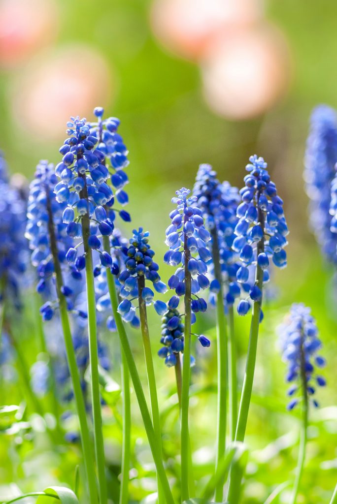 Et enfin le Printemps… et ses allergies !